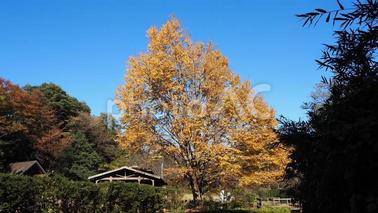 秋・色づいた木の葉・紅葉した・青空・公園 秋,色づいた,木の葉の写真素材