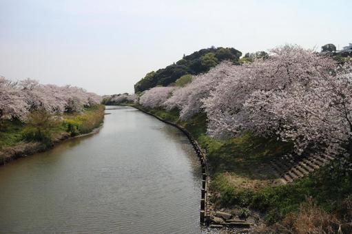 サクラと川 サクラと川の写真