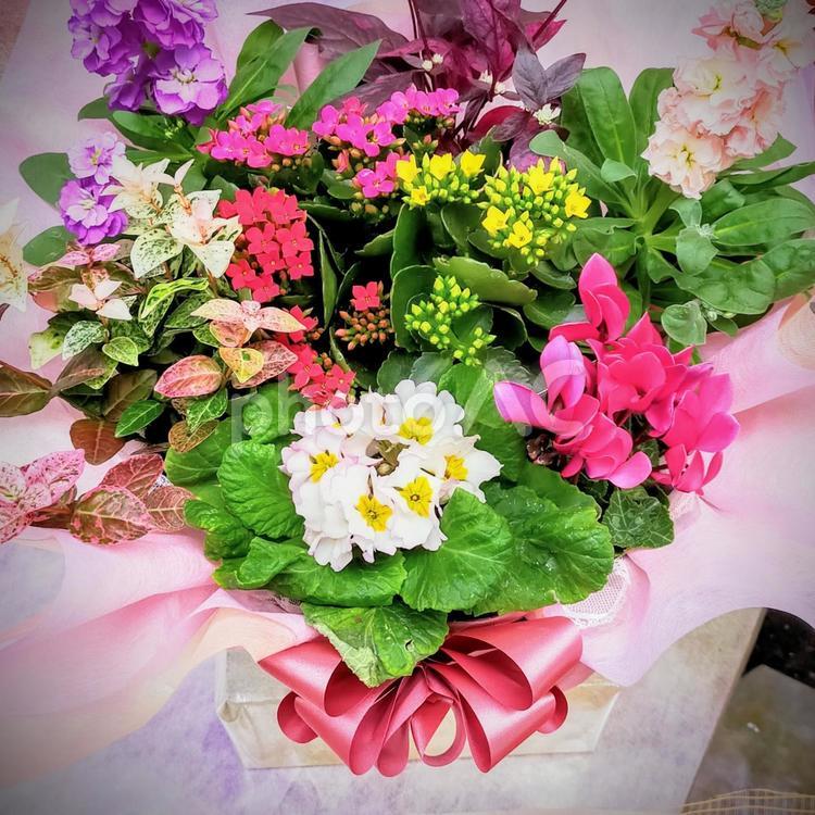ピンクのリボンでまとめられた色鮮やかな綺麗なお花 花束,カラフル,色鮮やかの写真素材