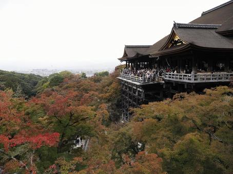 紅葉の清水寺 紅葉の清水寺の写真