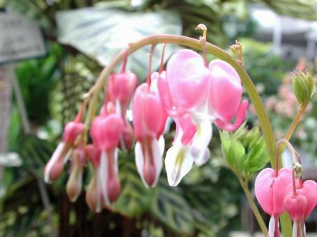 ケマンソウ・タイツリソウ マクロ ケマンソウ・タイツリソウ マクロの写真