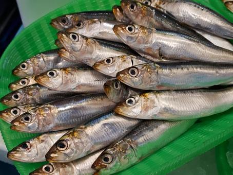 魚屋さんの真イワシの写真