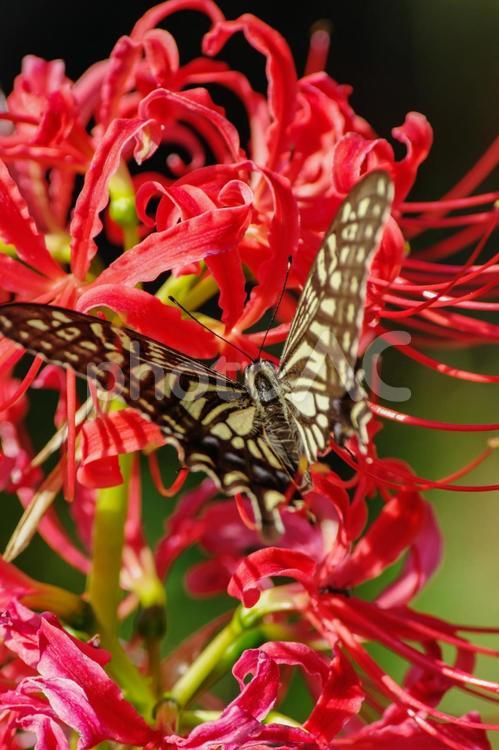 彼岸花に蝶々がとまる 彼岸花,蝶々,アゲハチョウの写真素材
