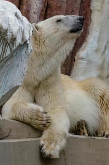 シロクマ シロクマ 上野動物園,哺乳類,動物の写真素材