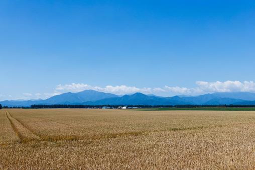 麦畑と青空 麦畑と青空 麦畑,畑,青空の写真素材