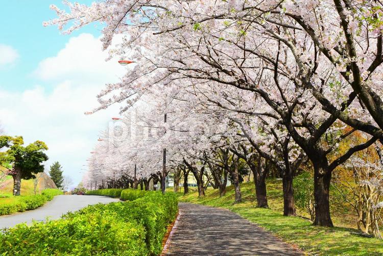 桜並木 桜,さくら,サクラの写真素材