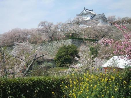 春を見下ろす津山城 津山市,津山城,さくらの写真素材
