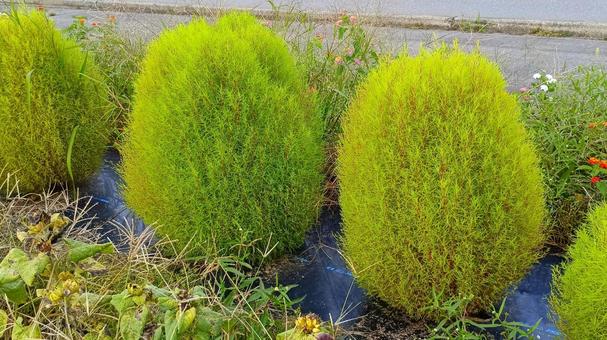 紅葉前のコキア(箒草) 紅葉前のコキア(箒草) コキア,箒草,ヒユ科の写真素材