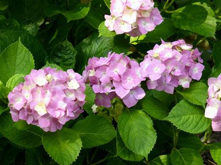 街中の花壇で並んで咲いたアジサイ 街中の花壇で並んで咲いたアジサイの写真