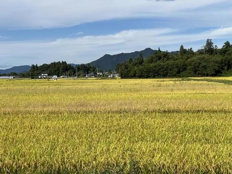 田んぼ 収穫期1 田んぼ 収穫期1 田,田んぼ,水田の写真素材