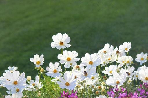 花畑の白いコスモス 3 花畑の白いコスモス 3 コスモス,秋桜,花畑の写真素材