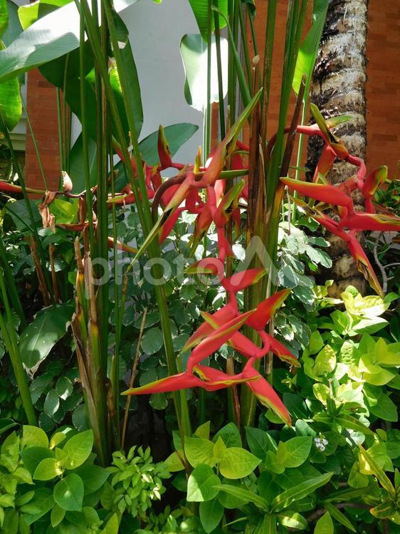 南国の植物たち インドネシア,グリーン,大きいの写真素材