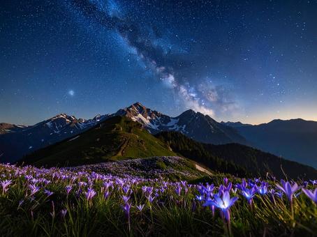 光る花 光る花の写真