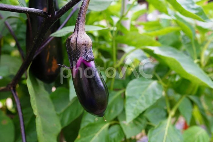 家庭菜園に実った夏野菜～ナス 家庭菜園,野菜,夏の写真素材