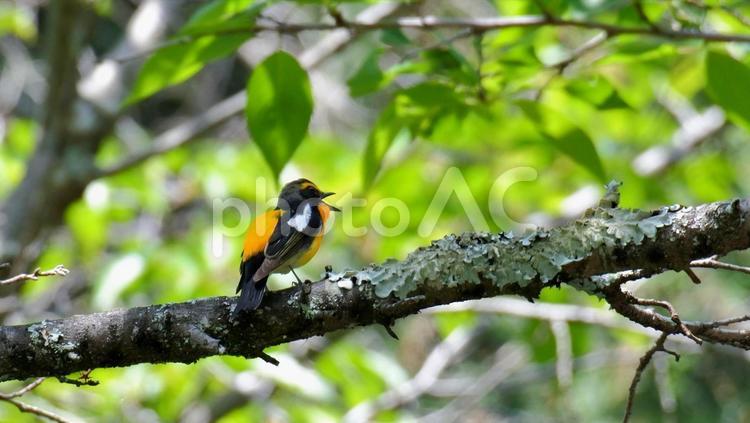 キビタキのさえずり キビタキ,野鳥,鳥の写真素材