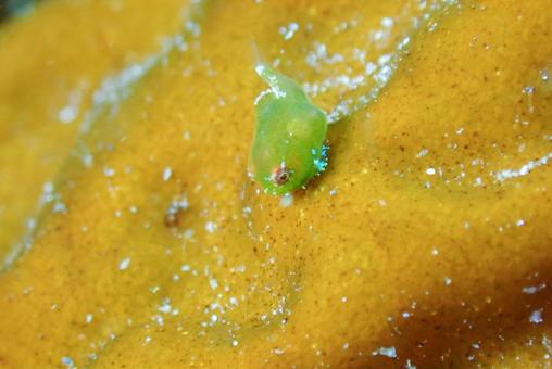 城ヶ島 ダンゴウオ(幼魚) 城ヶ島 ダンゴウオ(幼魚)の写真