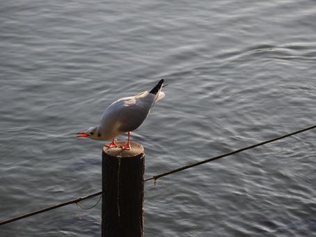 洗足池の水鳥 洗足池の水鳥の写真