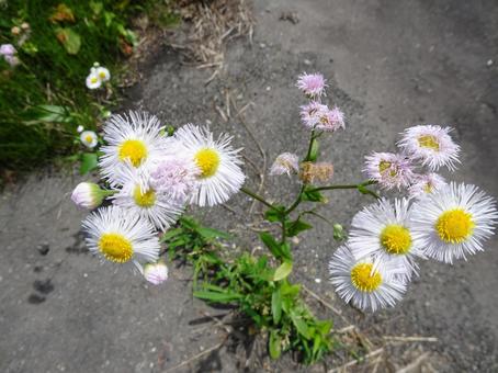 花 花の写真