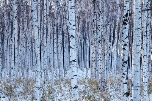 Photo, birch forest, forest, hokkaido, 
