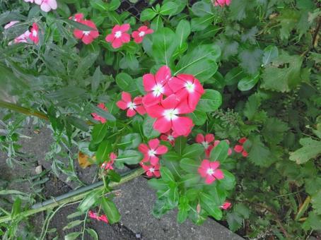 夏の花 夏の花 夏,花,夏の花の写真素材