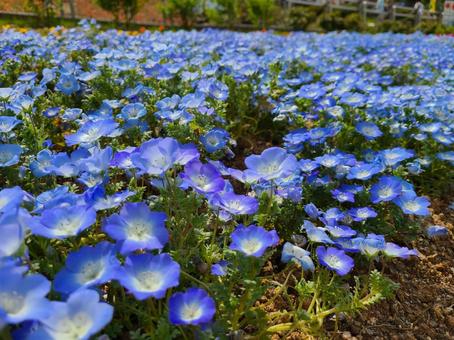 Nemophila blue flower field, JPG