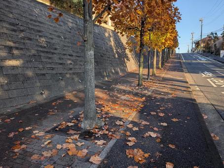 小雪過ぎのユリノキの落ち葉のある並木道 街路樹,歩道,ユリノキの写真素材