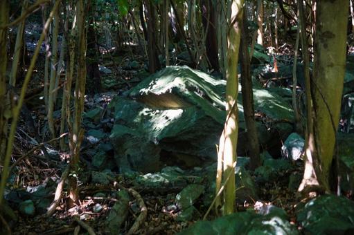 森の中の巨岩 森の中の巨岩の写真