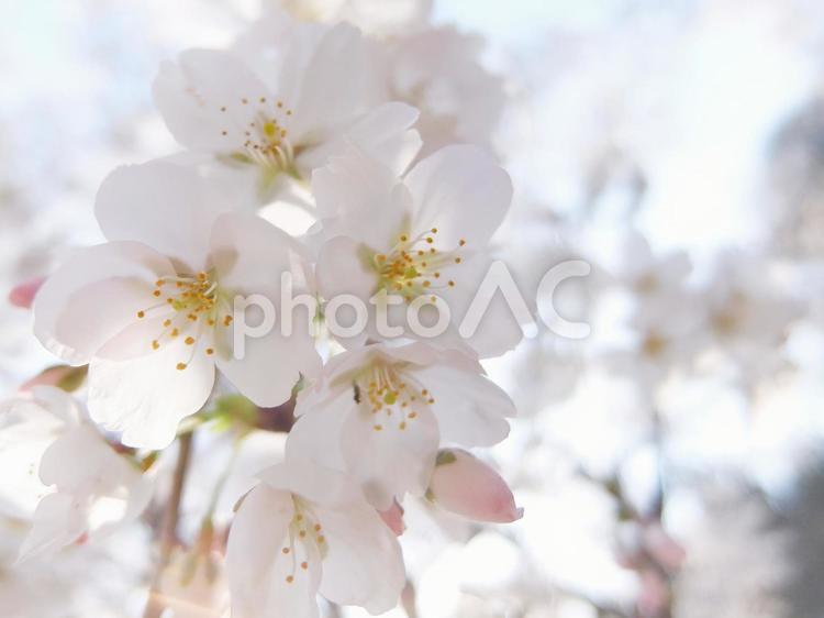 春の日の風に揺れる桜の花 桜の花,ソメイヨシノ,日本の国花の写真素材