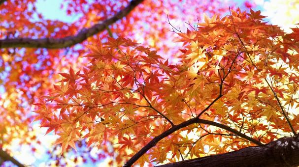 紅葉-1342 紅葉,モミジ,赤の写真素材