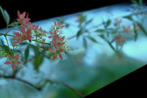花模様ー季節の花 花模様ー季節の花の写真