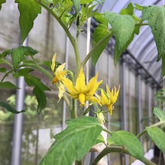 トマトの花 トマトの花 トマト,野菜,花の写真素材