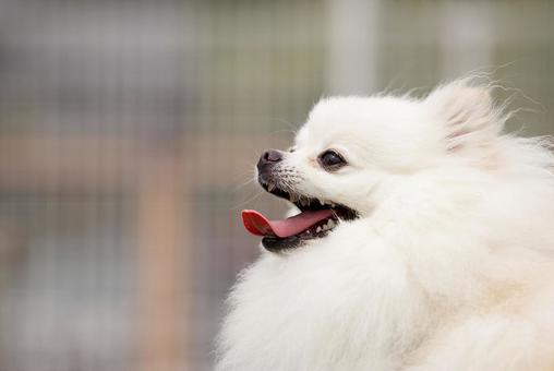 白いポメラニアン 犬,ポメラニアン,ポメの写真素材