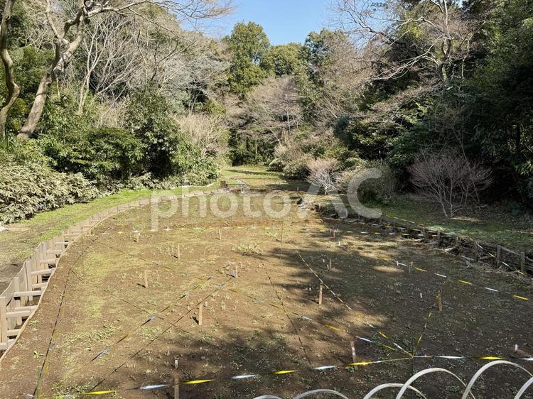明治神宮　御苑　冬の花菖蒲畑 明治神宮御苑,御苑,庭園の写真素材