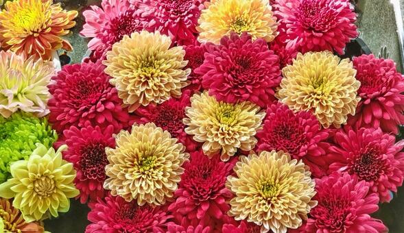 花手水12 花手水,手水,マムの写真素材