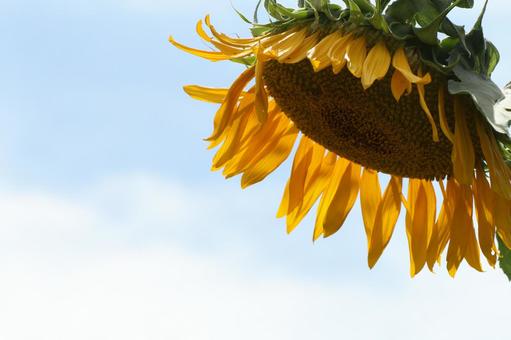 ヒマワリの写真