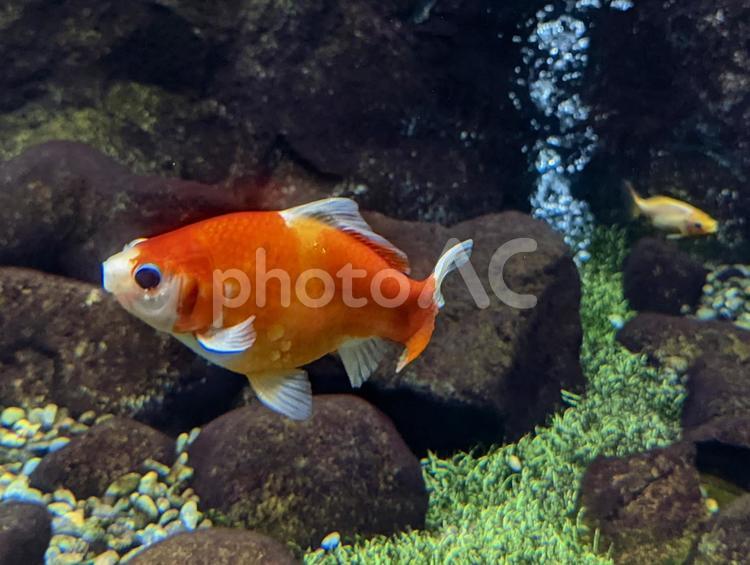 水槽を泳ぐ金魚その２ 金魚,魚,夏の写真素材