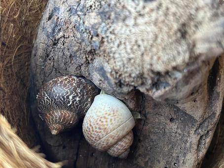 木の壁に寄り添うオカヤドカリのカップル 木の壁に寄り添うオカヤドカリのカップル オカヤドカリ,ヤドカリ,ペットの写真素材