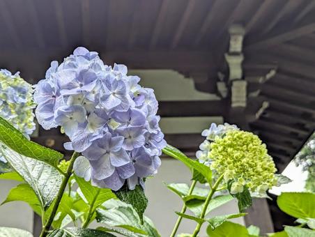 境内のあじさい 境内のあじさいの写真