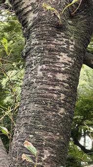 桜の幹 桜の幹 桜,幹,木の写真素材