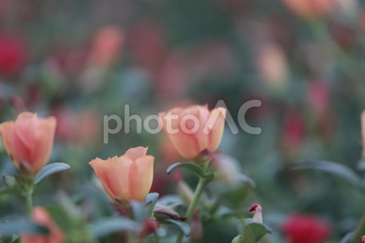 やわらかな朝のうた オレンジの花,朝の光,静けさの写真素材