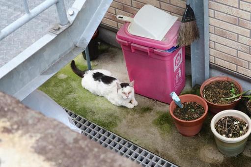 住宅の片隅でくつろぐ白黒猫 猫,白黒猫,動物の写真素材