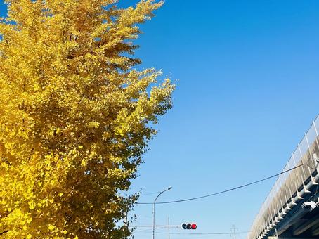 イチョウの木 イチョウ,木,秋の写真素材