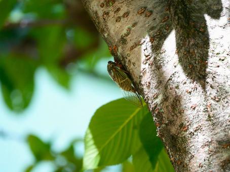 Cicada.1, JPG