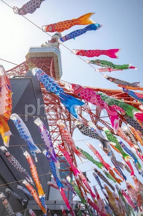 東京タワーと鯉のぼり 鯉のぼり,男の子,お祭りの写真素材