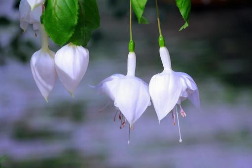 白いフクシアの花 フクシア,花,白の写真素材