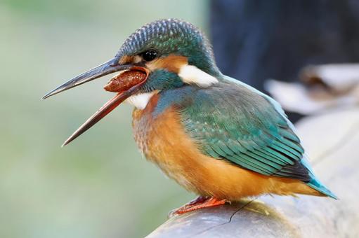 ペリットを吐くカワセミ カワセミ,翡翠,ペリットの写真素材