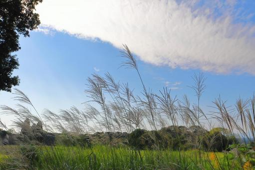 ススキ　草原　雲　青空 ススキ,秋,空の写真素材