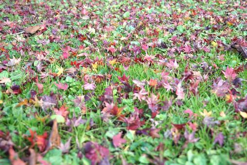 芝の上の赤い紅葉の葉 芝の上の赤い紅葉の葉の写真