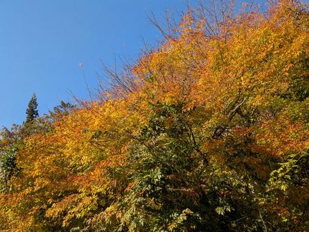 秋　紅葉　autumn leaves autumn,leaves,japanの写真素材