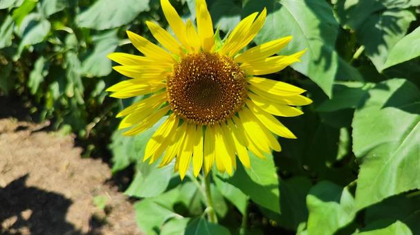 夏を抱きしめる花畑 夏を抱きしめる花畑の写真